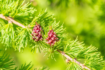 Fototapeta premium Larch tree fresh pink cones blossom at spring on nature background