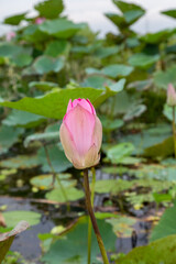 pink lotus flower
