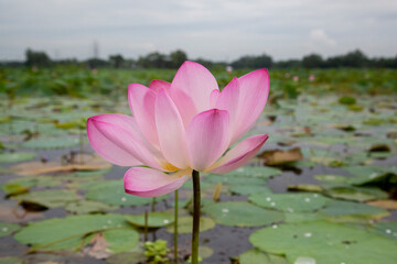 Lotus flower