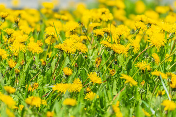 Field of yellow dandelions. Taraxacum officinale, the common dandelion