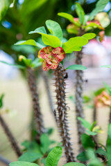 Indonesia - September 10, 2024: Fresh pink euphorbia milii flowers in the yard