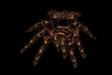 tarantula on black background, isolated