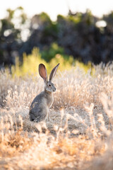 jackrabbit in the grass © Brittany App