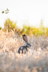 jackrabbit in the grass