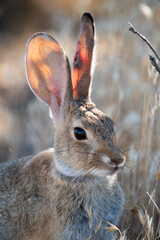 cottontail rabbit in the grass