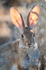 cottontail rabbit in the grass