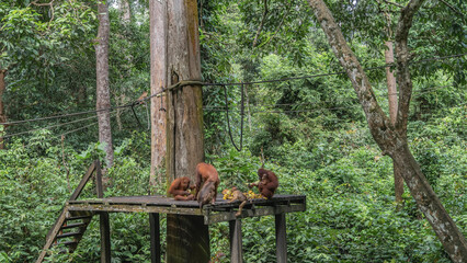 Feeding time in the Sepilok Orangutan Rehabilitation Centre. Different types of monkeys gathered on a board platform, eating fruits. Mom orangutan hugs baby. Stretched ropes between the trees.Malaysia © Вера 