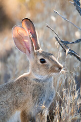 cottontail rabbit in the grass