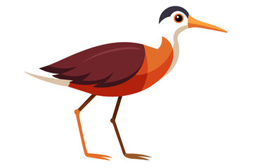 Jacana Bird vector art  illustration