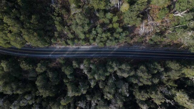 Aerial Dron image captures a scenic section of the Route of Seven Lakes, winding through lush forested areas in Patagonia, Argentina.