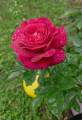 Pretty rose in the rain in a vineyard in Venice, Italy