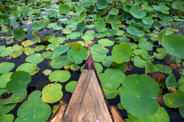 water lily in the pond