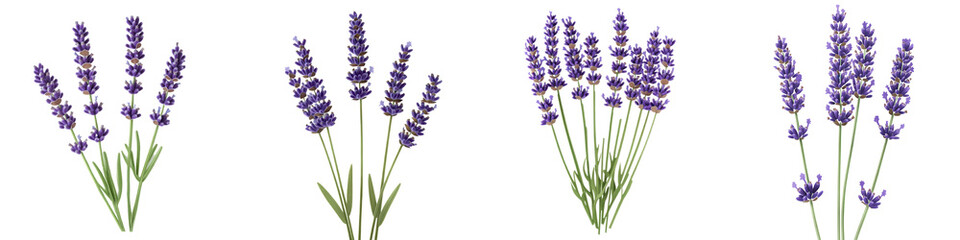 Naklejka premium Lavender flowers blooming in a beautiful summer meadow creating a serene and calming ambiance The vibrant purple petals and lush green foliage offer a tranquil