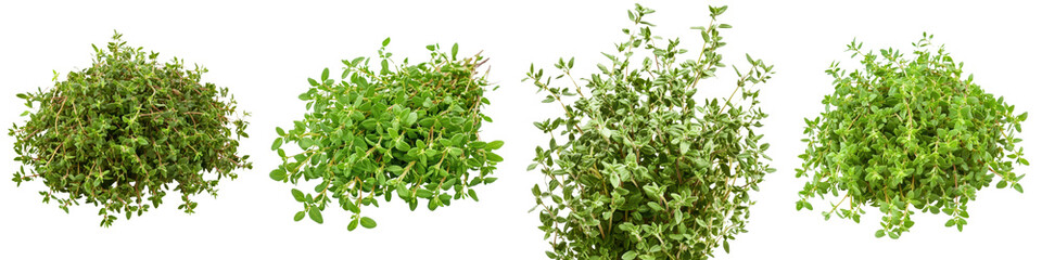 Lush and Vibrant Assortment of Fresh Aromatic Herbs Leafy Greens and Fragrant Foliage Perfectly Suited for Flavorful Culinary Creations and Healthy Lifestyle