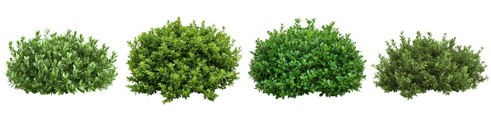 Fototapeta premium Lush verdant foliage of dense green bushes and shrubs growing in a natural outdoor environment Scenic landscape with flourishing plant life and a sense of tranquility and wilderness