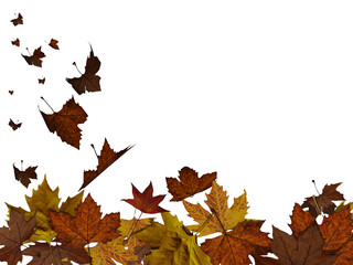 leaves autumn falling sticked on the glass isolated for bacckground