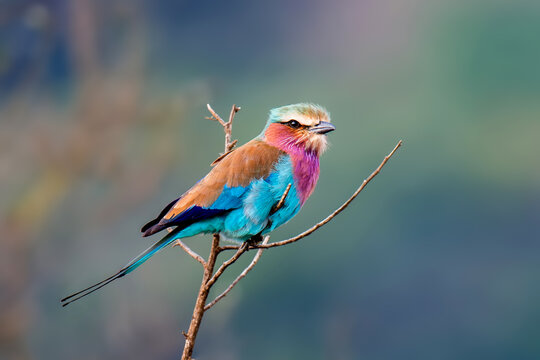 Colorful Lilac-breasted roller bird perched on tree branch