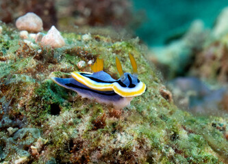 A Chromodoris Annae nudibranch on corals Boracay Island Philippines