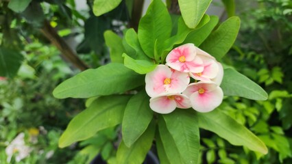 Obraz premium pink flowers