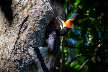 Rhinoceros Hornbill © tanavi