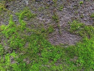 Weathered concrete wall. Urban decay and grunge concept