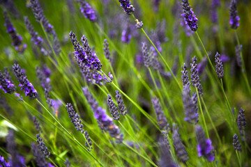 Lavender Flowers