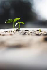 close-up of lemon tree seedlings in small tray, shot at shallow depth of field