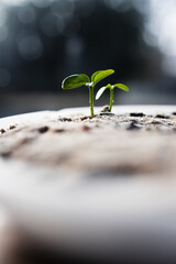 close-up of lemon tree seedlings in small tray, shot at shallow depth of field