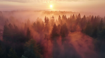 Fototapeta premium A forest with fog at sunrise.