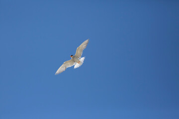Obraz premium Black-Fronted Tern in Flight, New Zealand