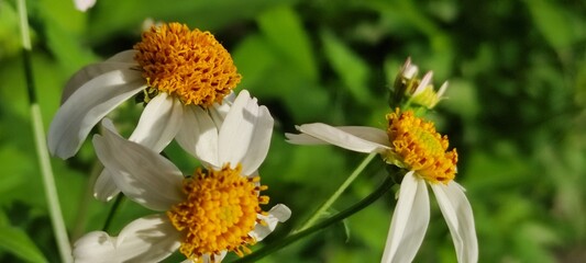 Two daisy flowers placed on the city avenue,Dos flores de margaritas colocadas sobre la avenida de la ciudad 