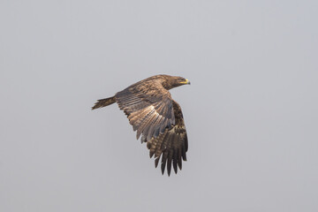 Steppe Eagle in flight. The steppe eagle is a large bird of prey found in open grasslands and savannas of eastern Europe and central Asia. 