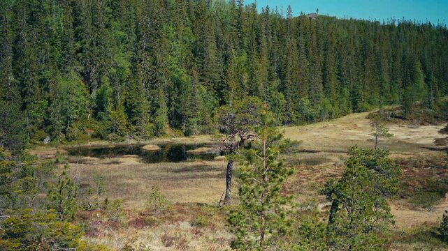 Swamp And Evergreen Forest Near Lake Seterdjupna In Indre Fosen, Norway. wide shot