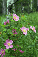 wild rose hips grow in a clearing in a birch forest