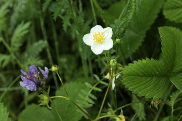 white wild strawberry flower and blue peas bloom in a forest clearing