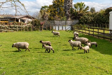 Sheep on farmland in the rural town of  Hinuera, Waikato, New Zealand. © Zenstratus