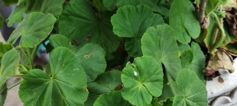 Beautiful sun shines through the large green leaves,Hermoso sol brilla adarves de&nbsp; las hojas verdes, grandes