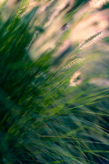 Closeup on blooming pennisetum alopecuroides. Little, delicate, fluffy flowers. Green blades of grass and foliage in the background. Beauty of nature. Bokeh. Abstract picture.