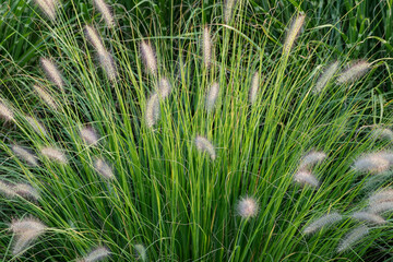 Blooming pennisetum alopecuroides. Little, delicate, fluffy flowers and green blades of grass in...