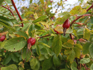 Rosehip berries on a bush branch close-up. Ripe rosehip berries. Rosehip leaves. Rosehip tea concept. Rosehip benefits.