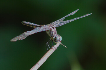 dragonfly on a branch