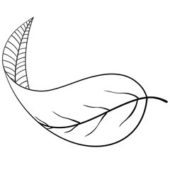 Obraz premium Hand drawn leaf illustration 