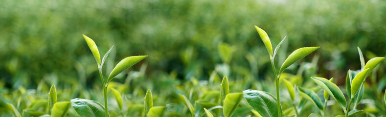 Banner Green tea tree leaves field young tender bud herbal Green tea tree in camellia sinensis organic farm. Panorama Fresh Tree tea leaf plant green nature in herbal farm background with Copy Space