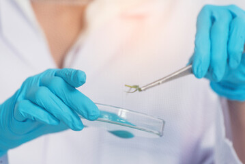 Biochemistry asian Scientist women working plants tissue culture biotechnology in science lab....