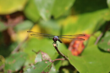face-to-face close up of a dragonfly