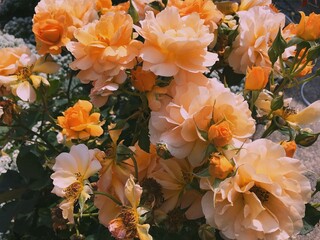 Processed with VSCO with p5 preset