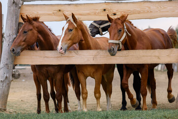 a beautiful horse stands in a paddock behind a wooden fence