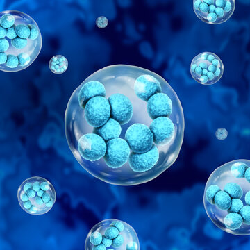Megakaryocyte large cell found in the bone marrow producing platelets or thrombocytes with with a lobulated polyploid nucleus to ensure blood clotting to prevent over bleeding