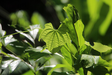 natural green leaf and plant