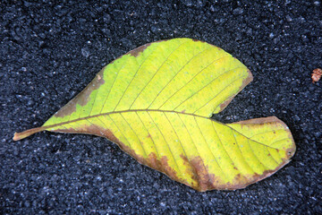 leaf on the ground